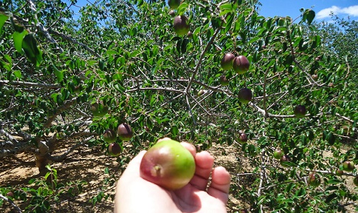 fruticulturacaatinga